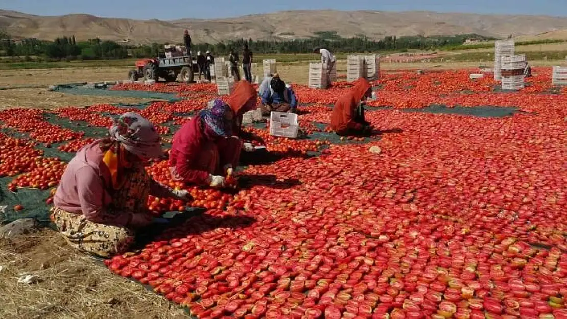 'Kurutmalık domateste hasat devam ediyor'