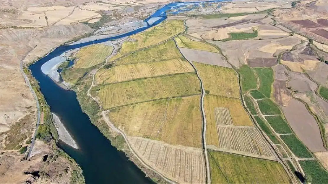 'Kuruyan Murat Nehri´nde 150 gün suyun içinde yetişen pirinçte hasat zamanı'