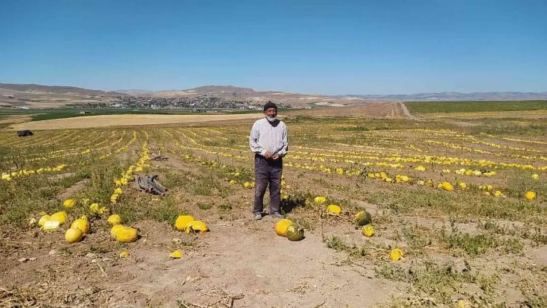 'Kuruyemişten kozmetiğe geniş bir kullanım alanına sahip, hasadı başladı'