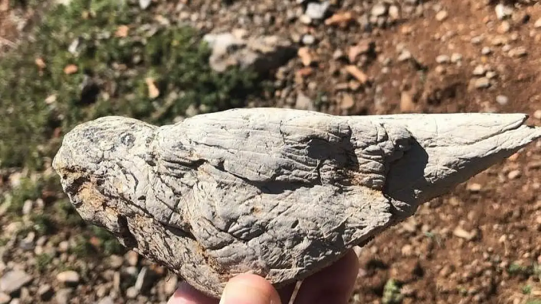'Kuş görünümlü taş görenleri şaşırttı'