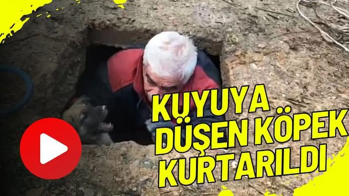 Kuyuya düşen köpek kurtarıldı