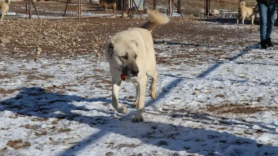 'Laboratuvar köpeği olan pitbullar insan elinde katilleşiyor'