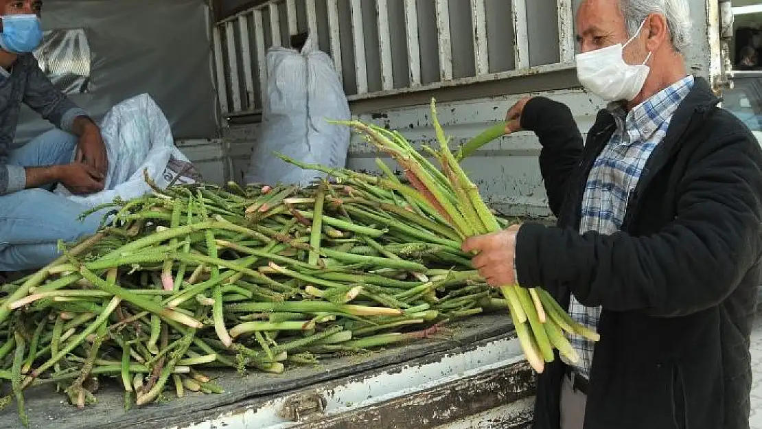 'Lösemi hastalarının umudu olan bitki tezgahlarda yerini aldı'