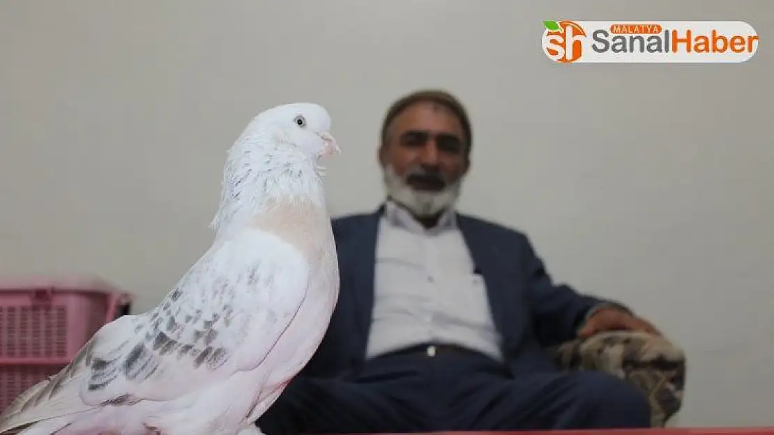 Lüks ev fiyatına güvercin
