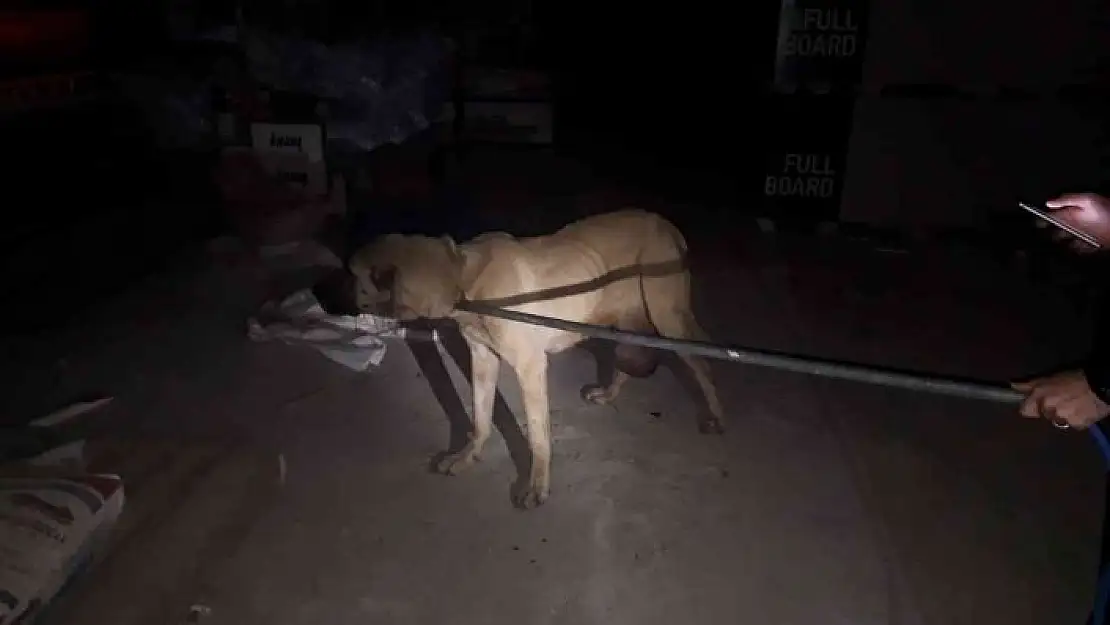 'Mahalle bekçilerinin bulduğu yaralı köpek tedaviye alındı'