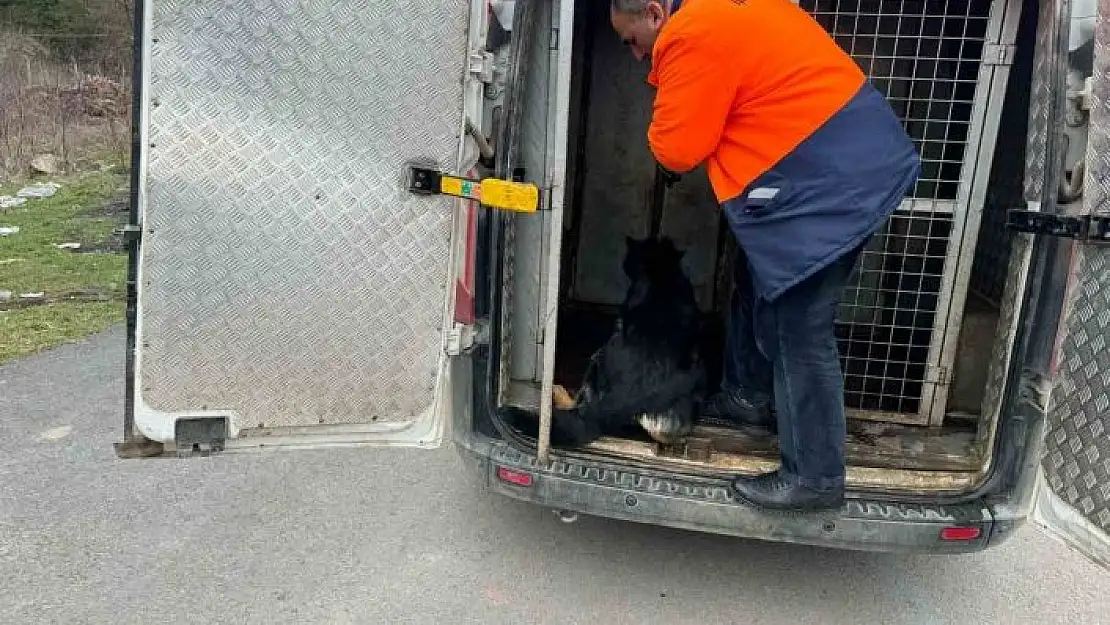 'Mahalleli istedi başı boş köpekleri topladı, hayvan severlerle başı derde girdi'