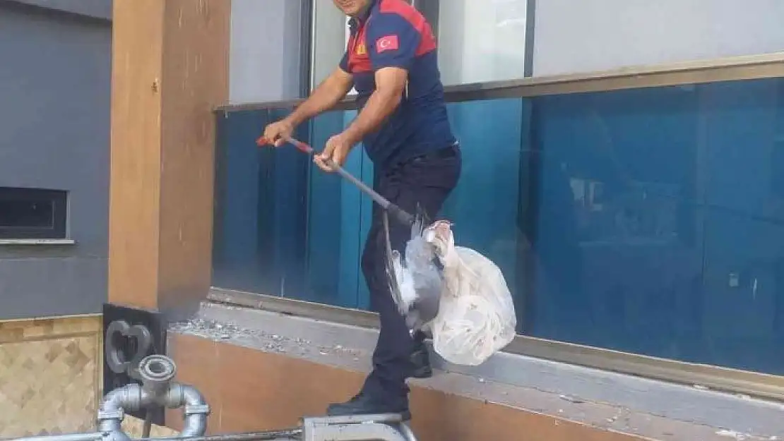 'Mahsur kalan güvercini itfaiye ekipleri kurtardı'