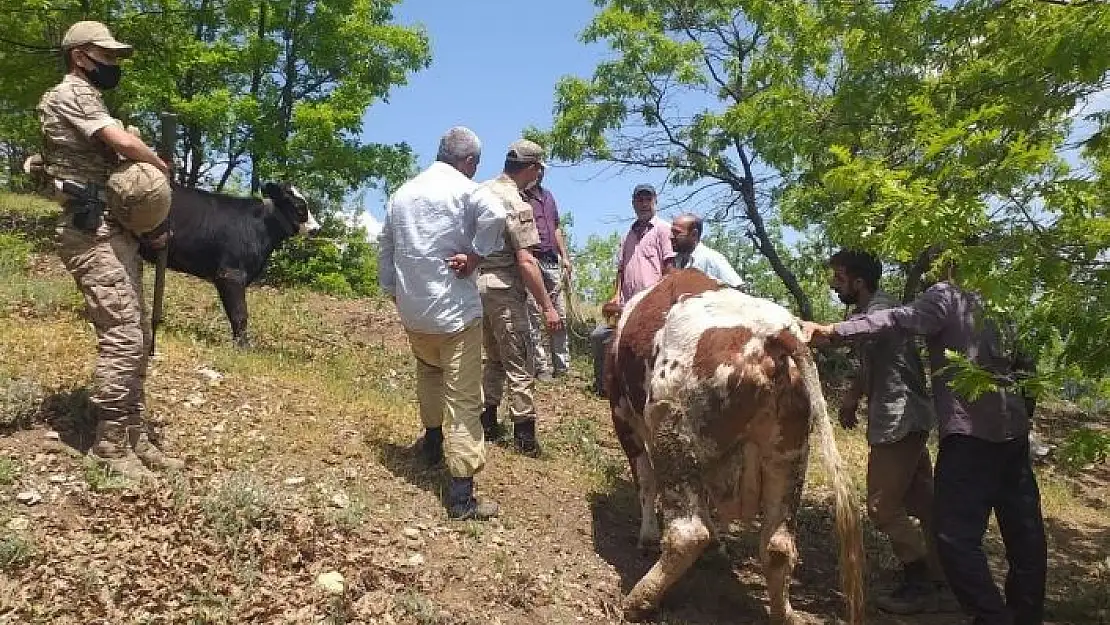 'Mahsur kalan ineği jandarma ekipleri kurtardı'