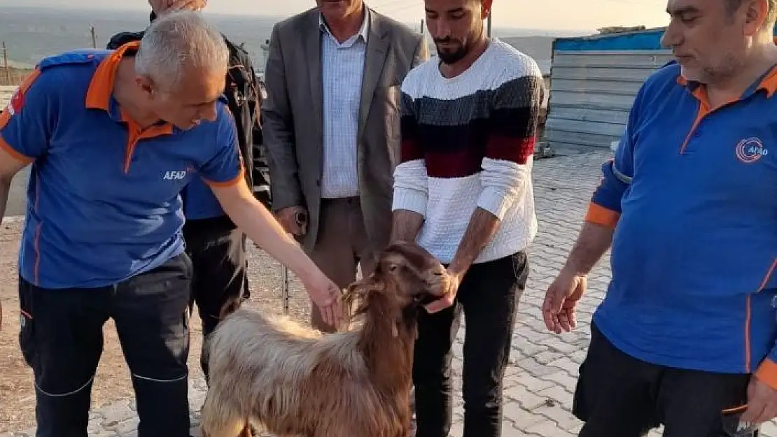 'Mahsur kalan keçi uçurumdan kurtarıldı'