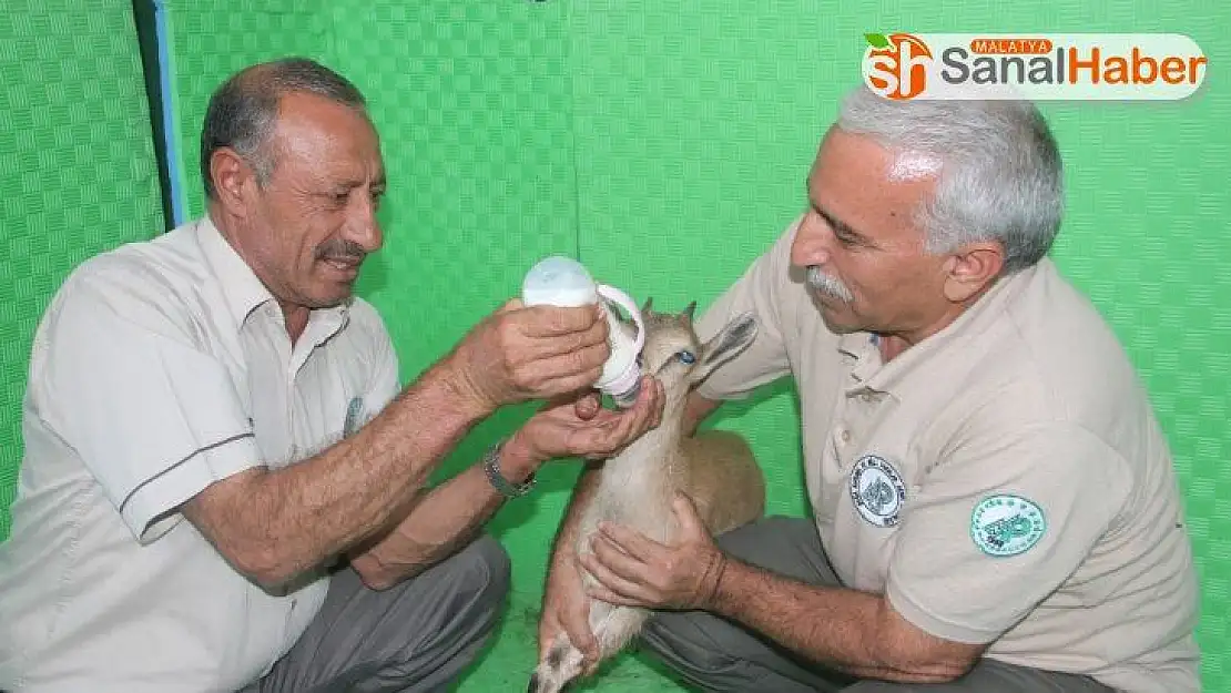Mahsur kalan yavru dağ keçisi kurtarıldı