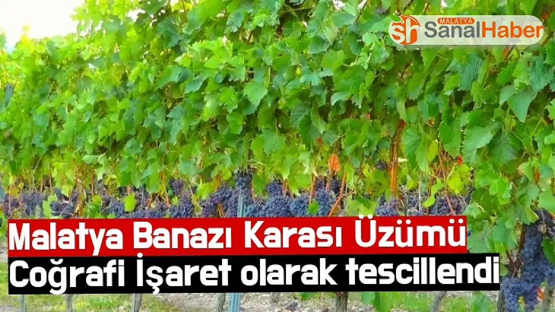 Malatya Banazı Karası Üzümü Coğrafi İşaret olarak tescillendi