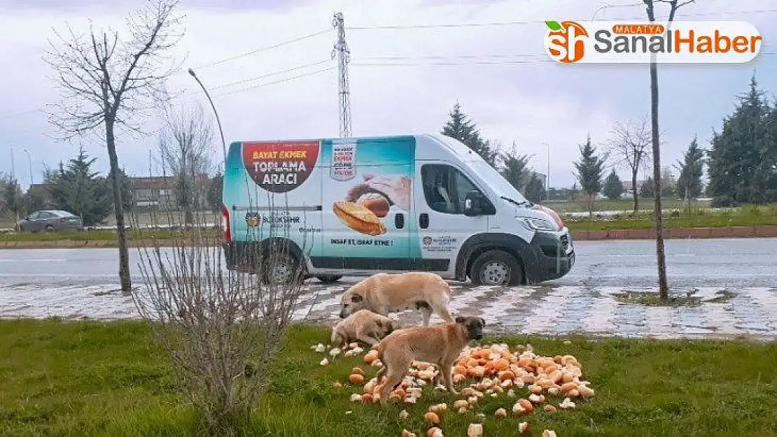 Malatya Büyükşehir Belediyesi, sokak hayvanlarını unutmuyor