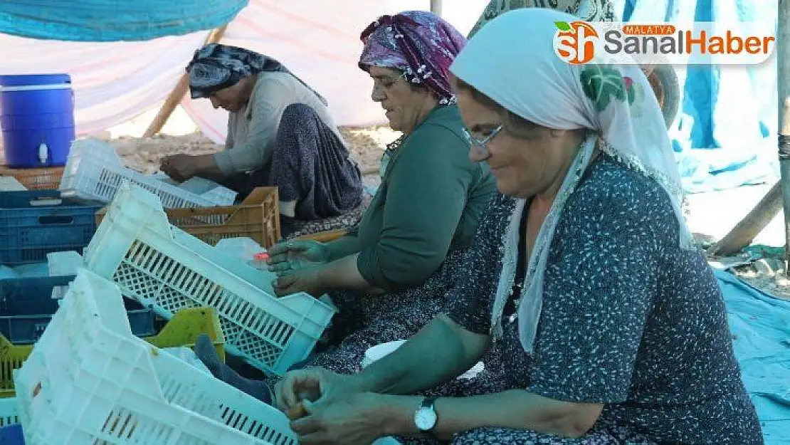 Malatya'da 'patik' mesaisi