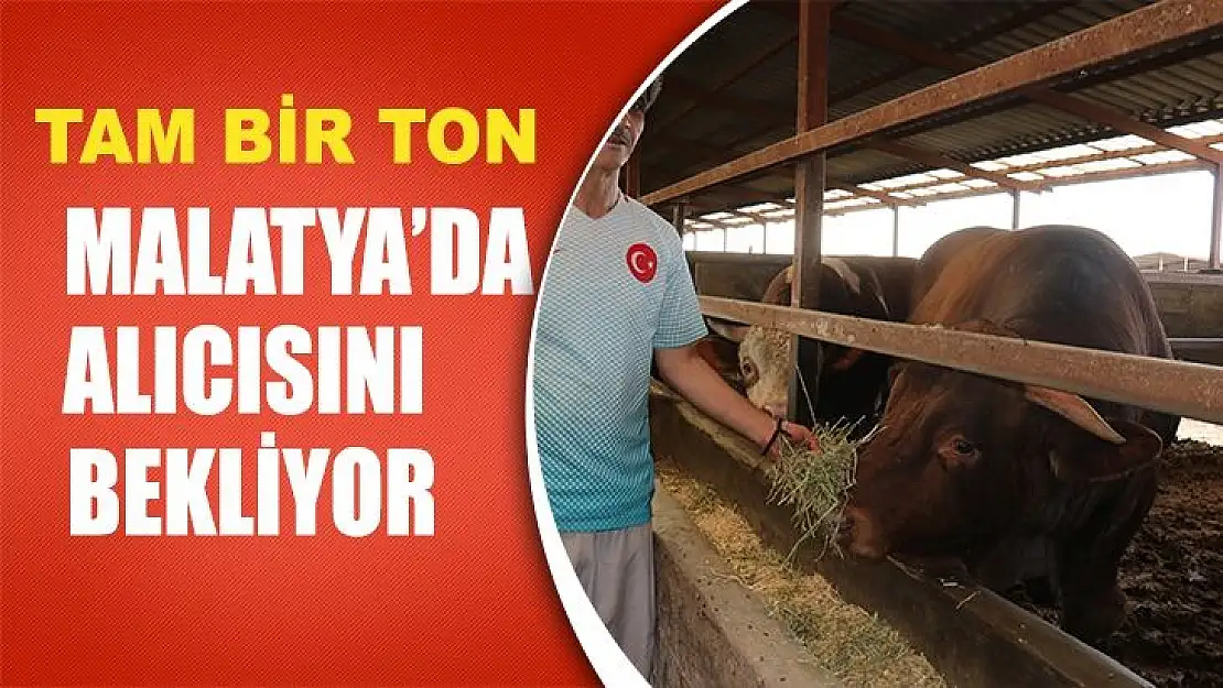 Malatya'da 1 tonluk Rüzgar isimli kurbanlık tosun alıcısını bekliyor