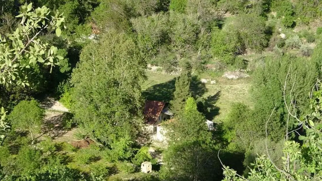 'Malatya´da 250 yıllık çınar ağacı için koruma talebi'