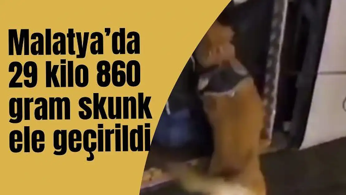 Malatya'da 29 kilo 860 gram skunk ele geçirildi