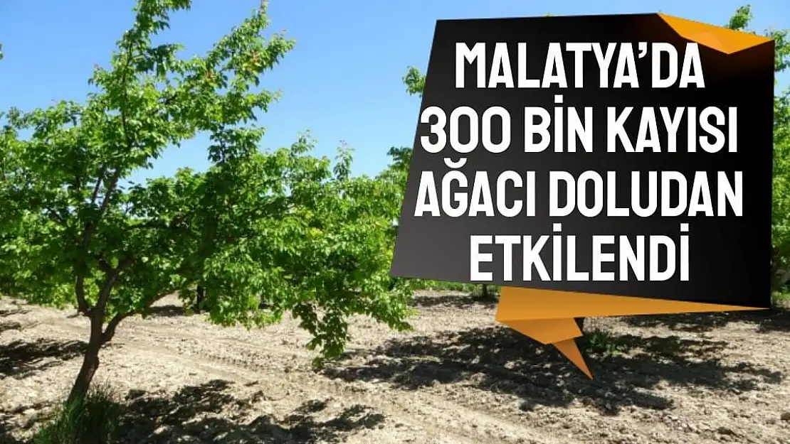 Malatya´da 300 bin kayısı ağacı doludan etkilendi