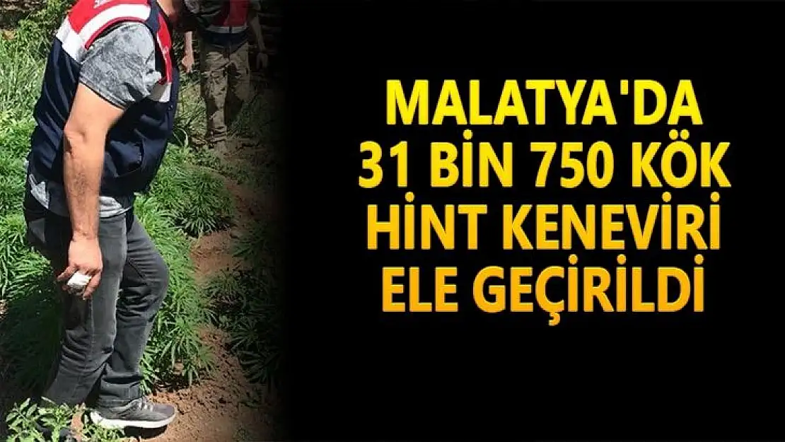 Malatya´da 31 bin 750 kök hint keneviri ele geçirildi
