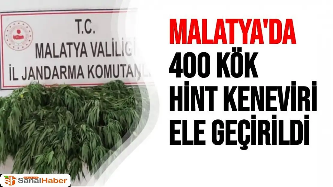 Malatya'da 400 kök Hint keneviri ele geçirildi