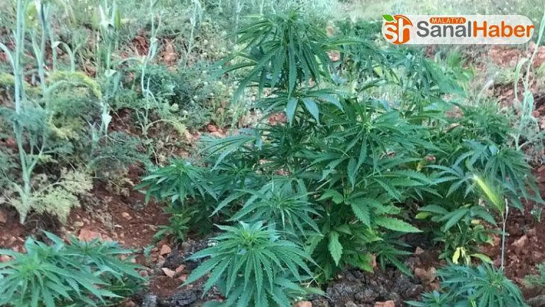 Malatya'da 5 bin 884 kök Hint keneviri ele geçirildi