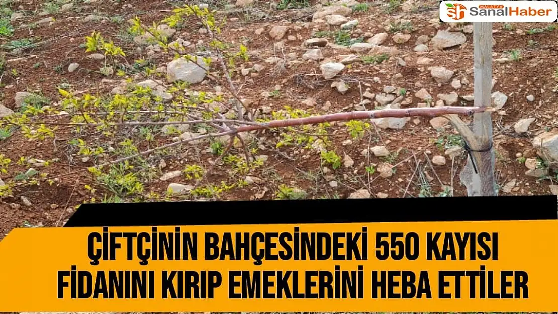 Malatya'da 5 yıllık 550 kayısı ağacını kırıp tahrip ettiler