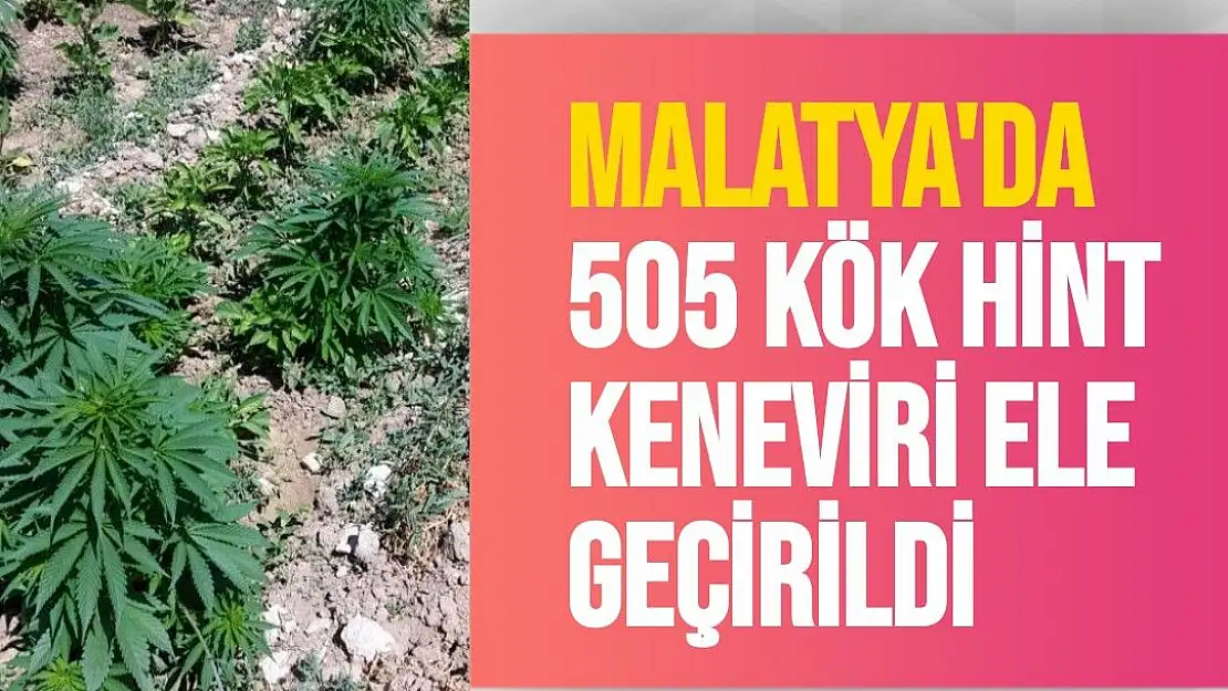 Malatya'da 505 kök Hint keneviri ele geçirildi