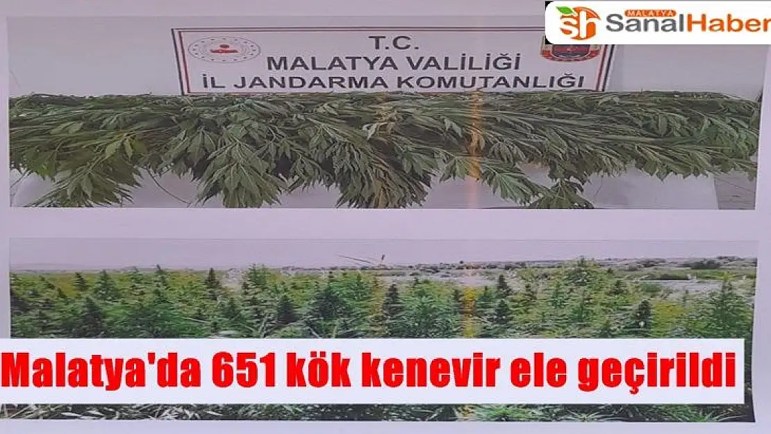 Malatya´da 651 kök kenevir ele geçirildi