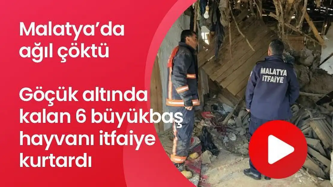 Malatya'da ağıl çöktü, göçük altında kalan 6 büyükbaş hayvanı itfaiye kurtardı