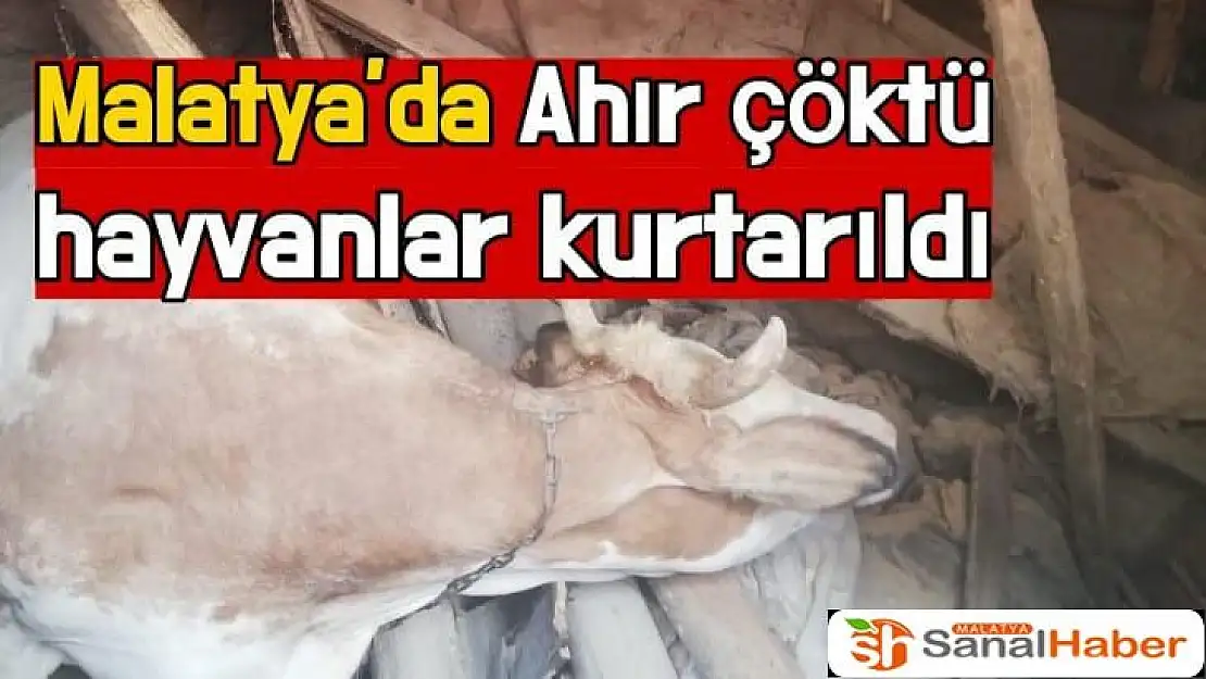 Malatya´da Ahır çöktü hayvanlar kurtarıldı