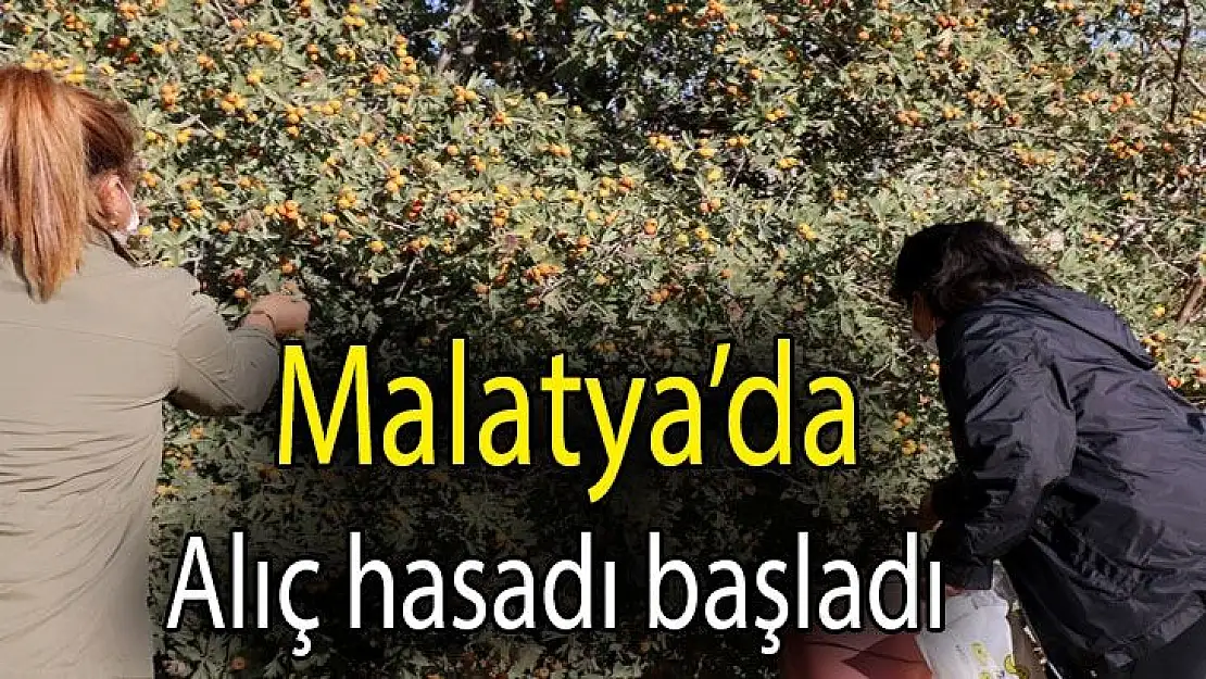 Malatya´da Alıç hasadı başladı