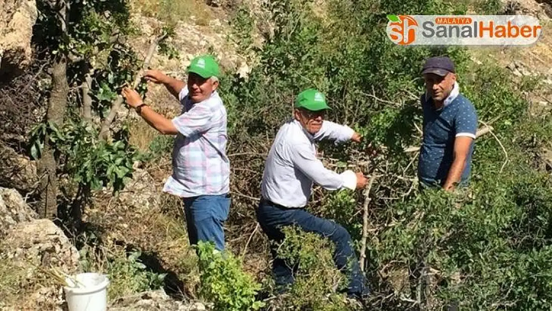 Antepfıstığı Malatya'da yaygınlaşıyor