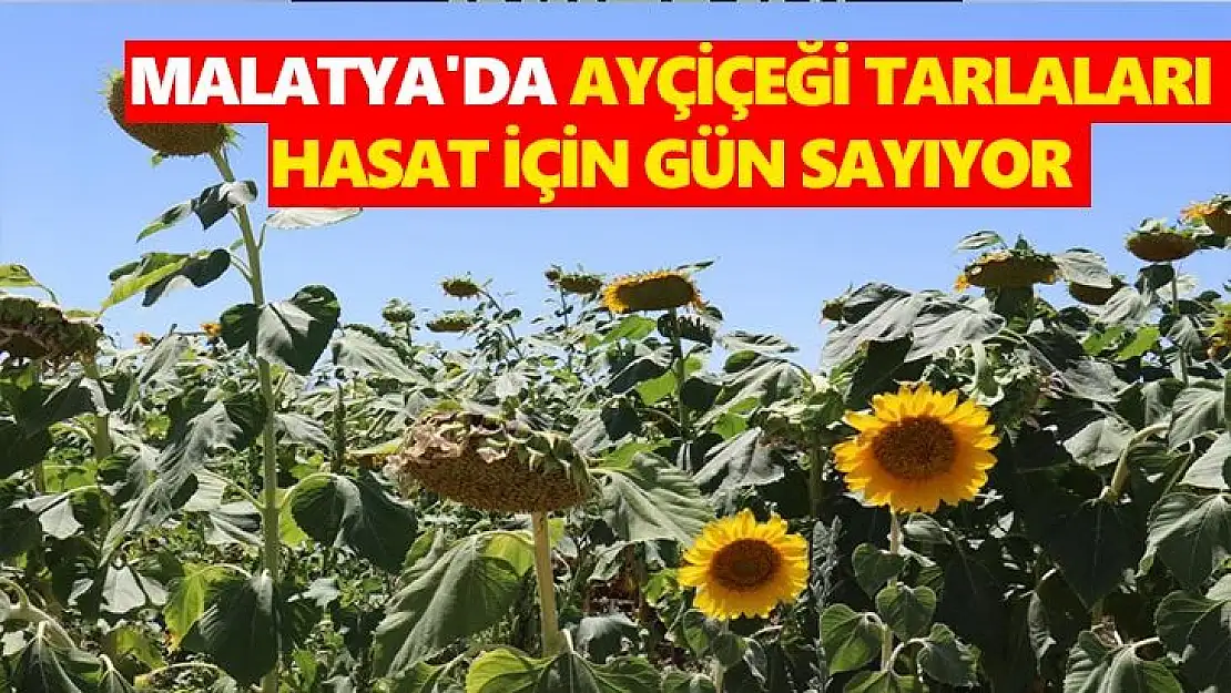 Malatya'da Ayçiçeği tarlaları hasat için gün sayıyor