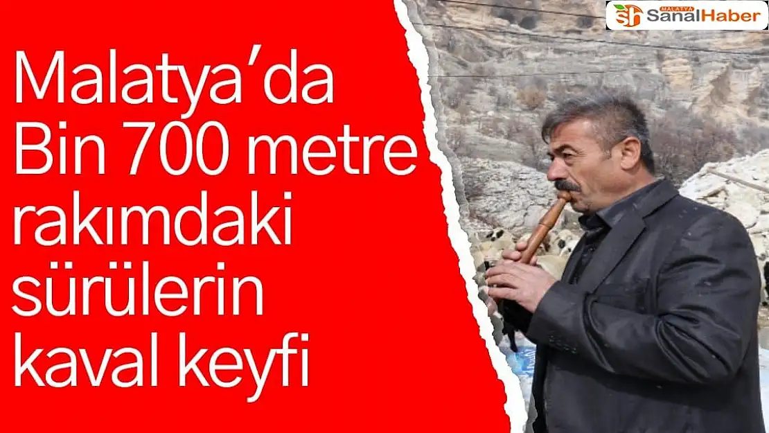 Malatya'da Bin 700 metre rakımdaki sürülerin kaval keyfi