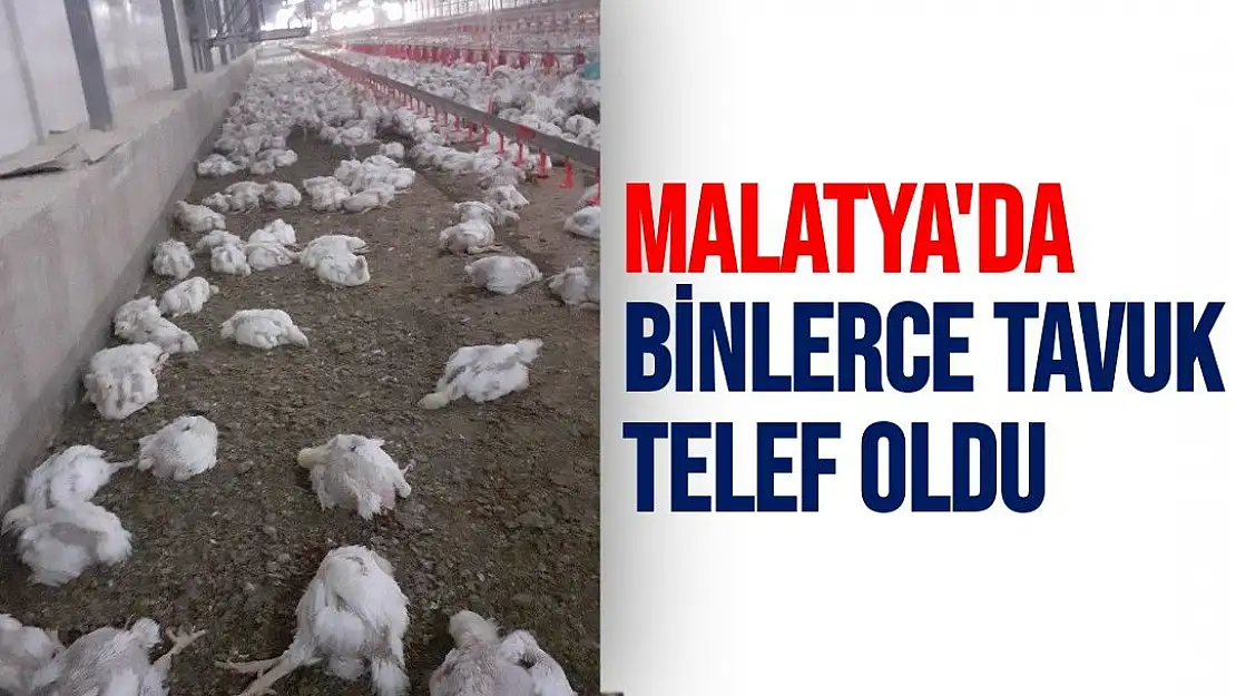 Malatya'da binlerce tavuk telef oldu