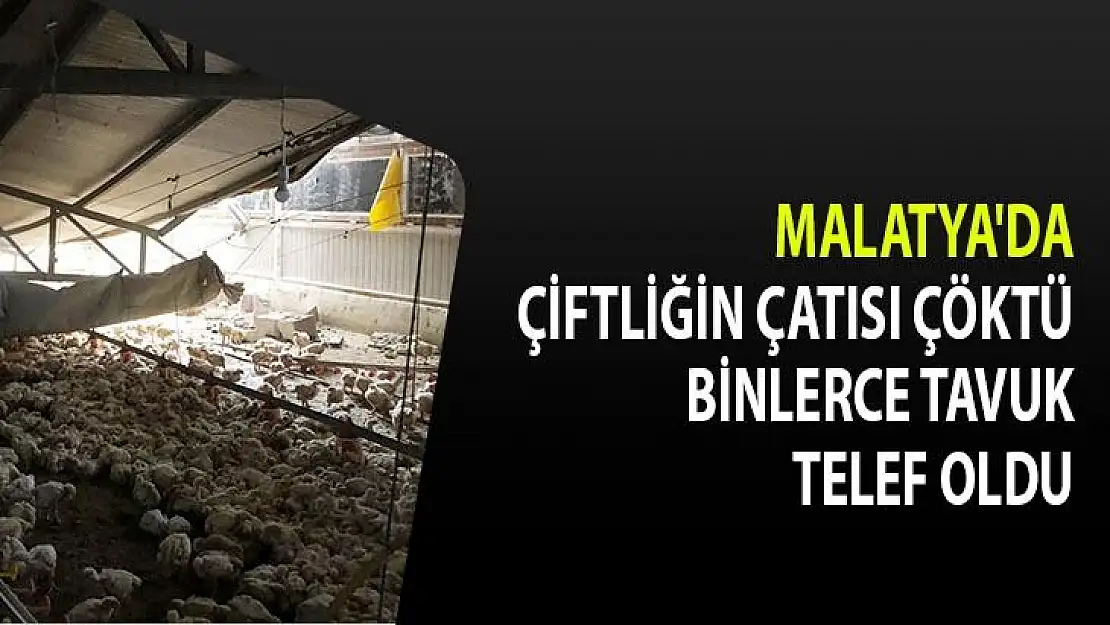 Malatya'da Çiftliğin çatısı çöktü, binlerce tavuk telef oldu