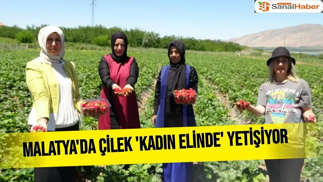 Malatya´da çilek kadın elinde yetişiyor