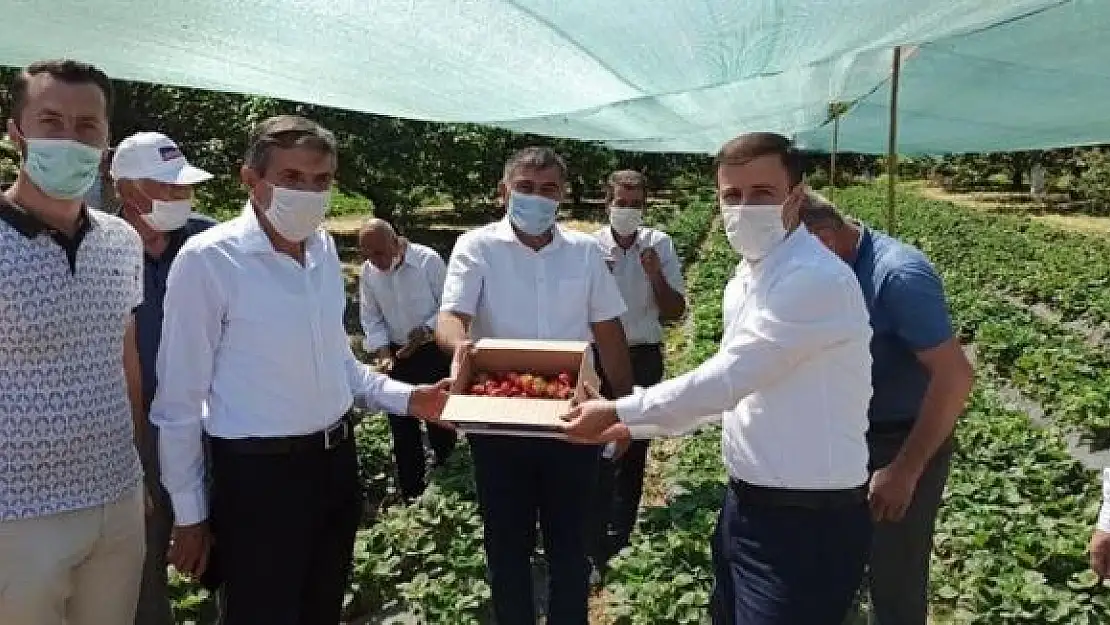 'Malatya´da Çilek Tarla günü düzenlendi'