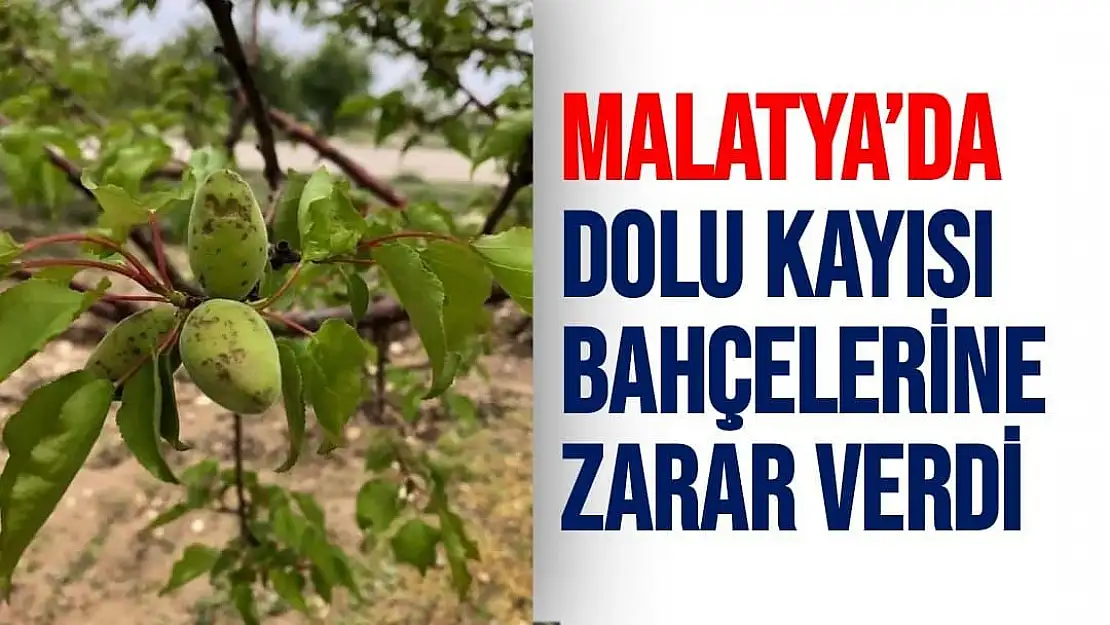 Malatya´da dolu, kayısı bahçelerine zarar verdi