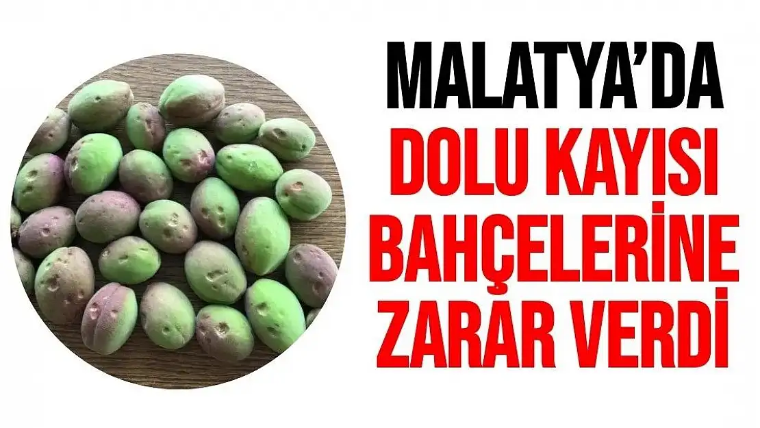 Malatya´da dolu, kayısı bahçelerine zarar verdi