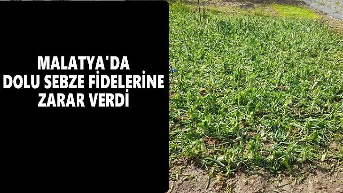 Malatya'da dolu sebze fidelerine zarar verdi