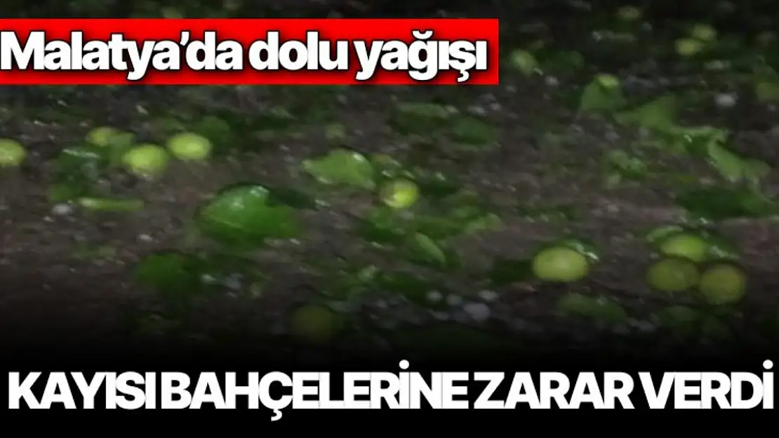 Malatya´da dolu yağışı kayısı bahçelerine zarar verdi