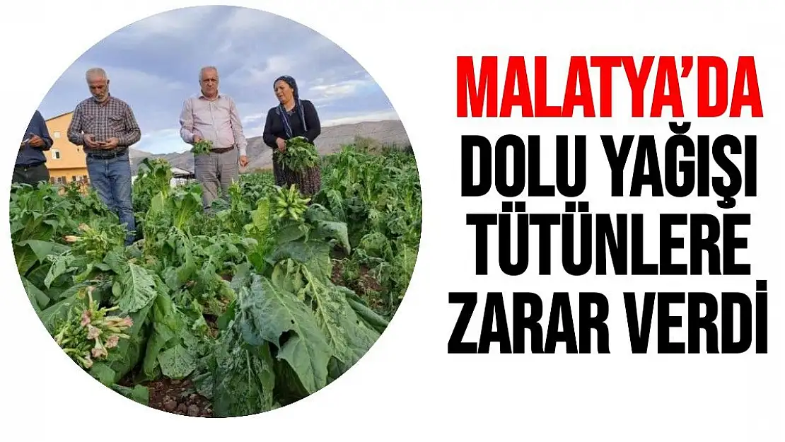 Malatya´da dolu yağışı tütünlere zarar verdi