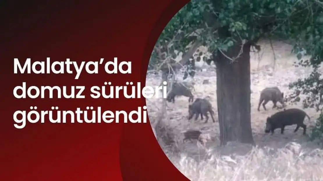 Malatya'da domuz sürüleri görüntülendi