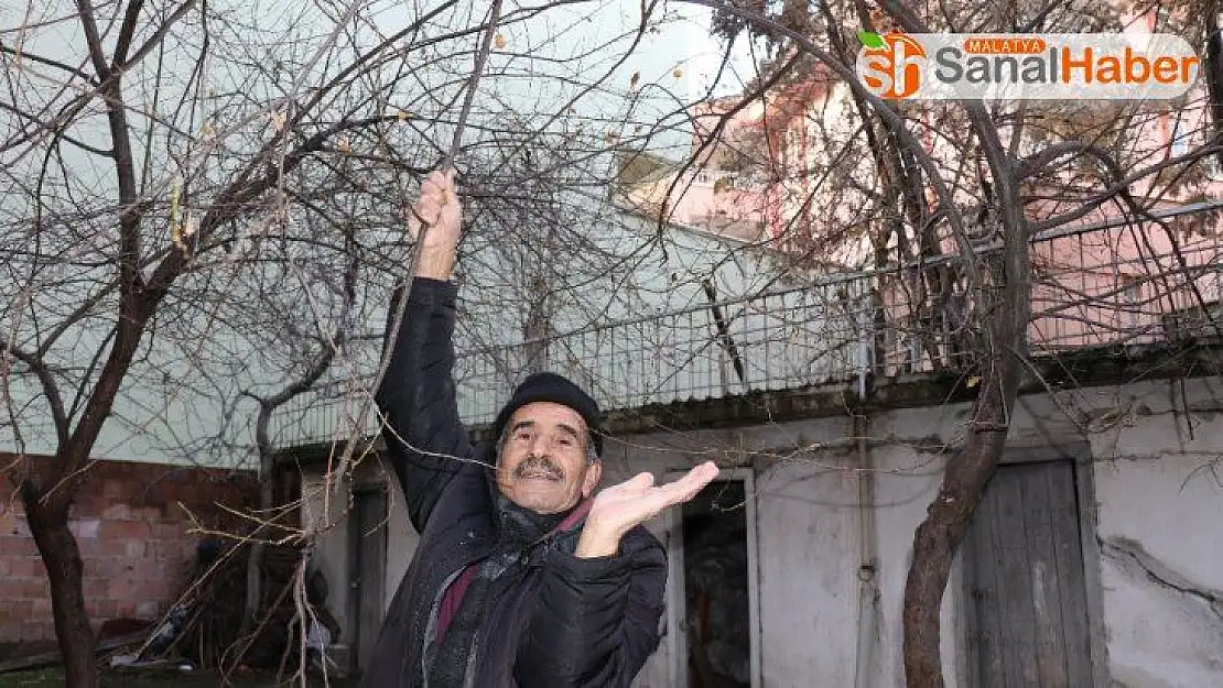 Malatya'da kış ortasında meyve verdi