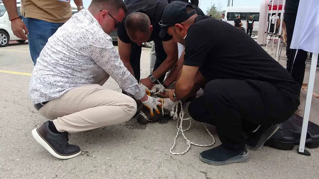 Malatya'da pitbull dehşeti: Bir yaralı