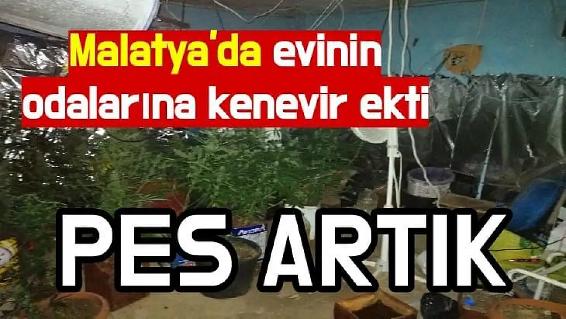 Malatya'da evinin odalarına kenevir ekti