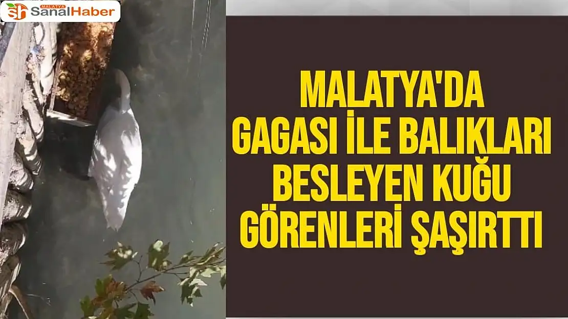 Malatya'da Gagası ile balıkları besleyen kuğu görenleri şaşırttı