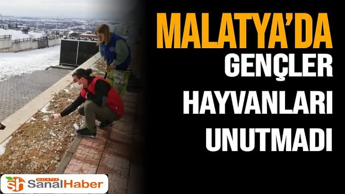 Malatya´da Gençler Hayvanları Unutmadı
