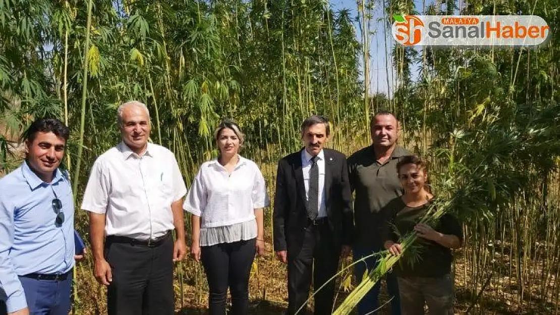 Malatya'da ilk kenevir hasadı başladı