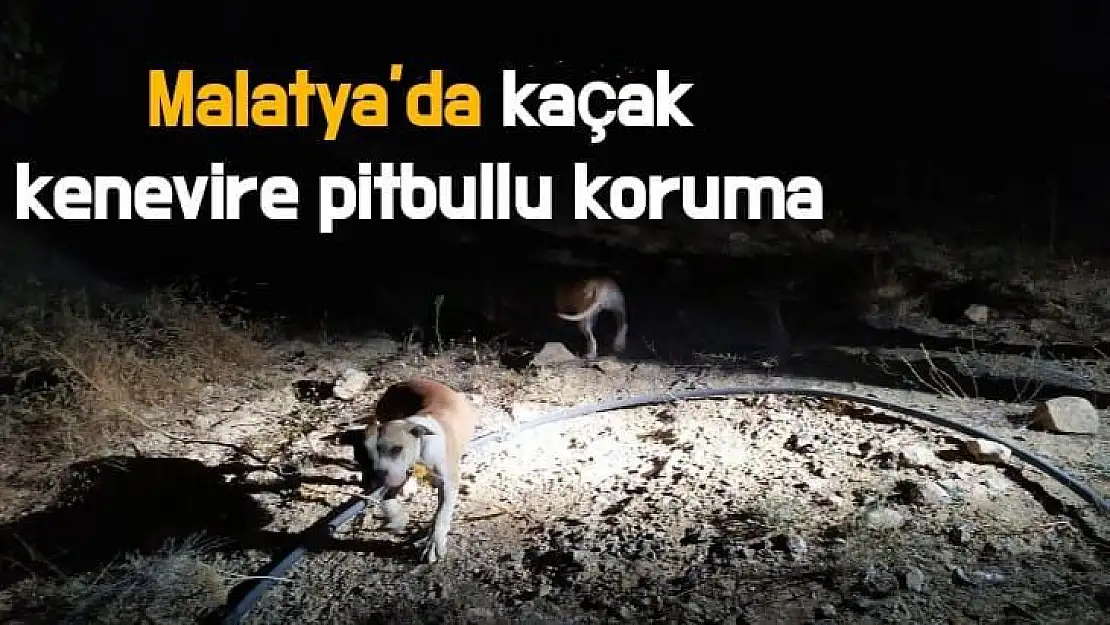 Malatya´da kaçak kenevire pitbullu koruma